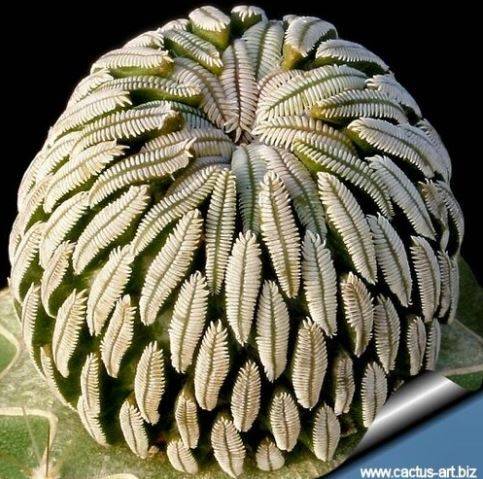 seed flower packets Functional Flower Garden Kit main image 1