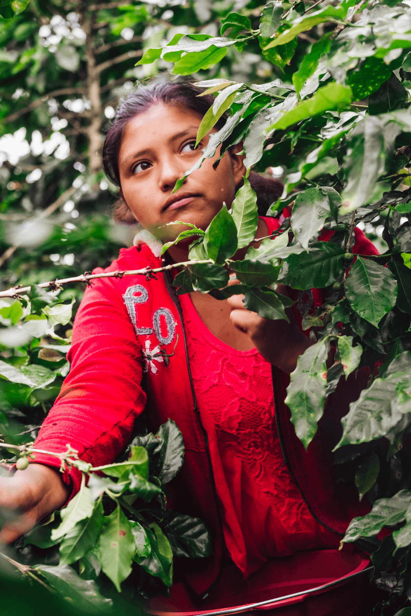 Woman coffee picker behind coffee tree leaves. 