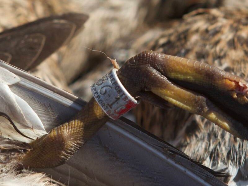 Fall Waterfowl photo