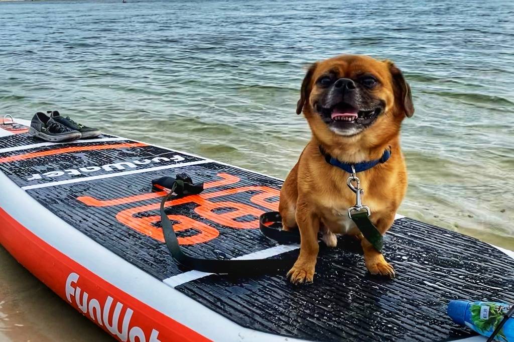 Your dog needs a leash on blow up stand up paddleboards in Canada lake