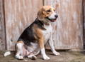 alt="Chubby Beagle dog sitting outside on a doorstep"