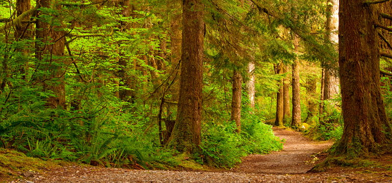 forest-trail-26747441.jpg