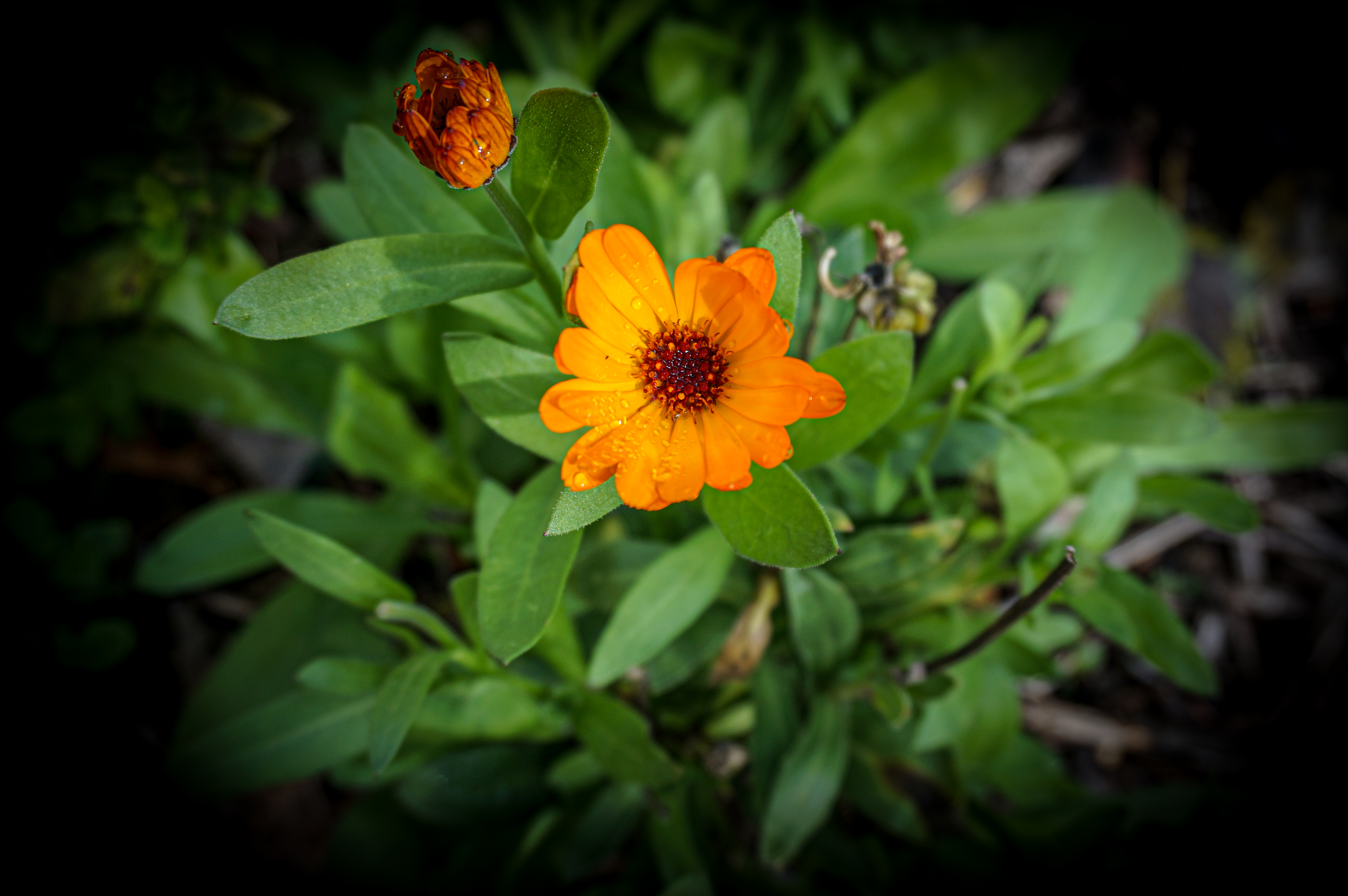 An orange calendula flower in full bloom