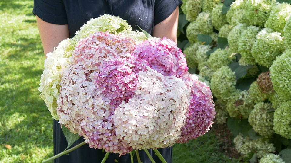 cut hydrangea flowers