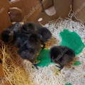 ayam_cemani_chicks_npip_certified
