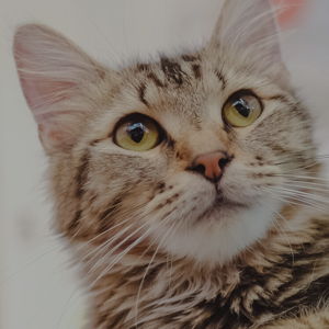 The Dancing Cat - Cat Rescue