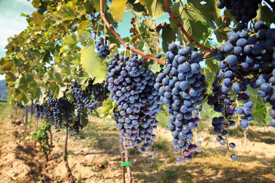An impressive piece of Florence: Tuscany Wine Relishing Whole-Day Trip - photo 1