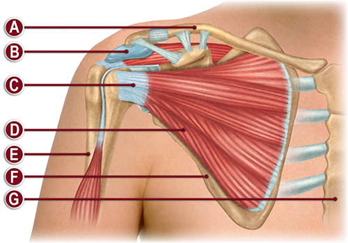 FRONT OF THE RIGHT SHOULDER ANATOMY ILLUSTRATION