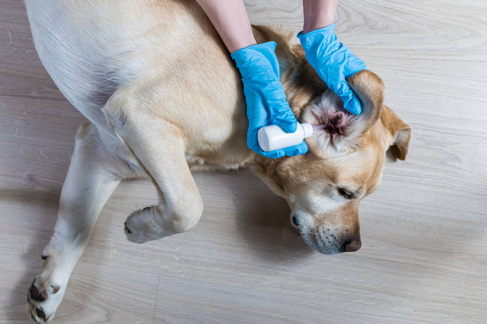 Dog having ears cleaned with an ear flush solution
