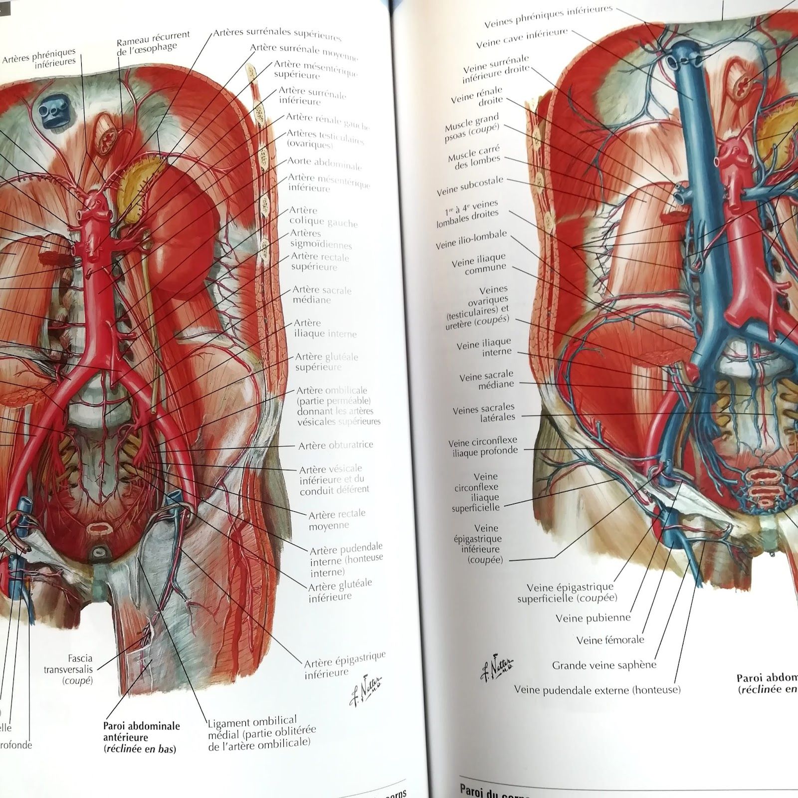 atlas d'anatomie humaine Netter