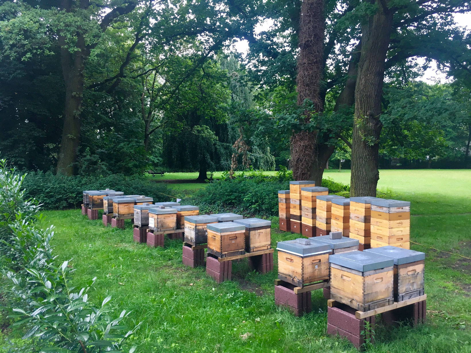 Unser Bienenstand In Hannover Bult
