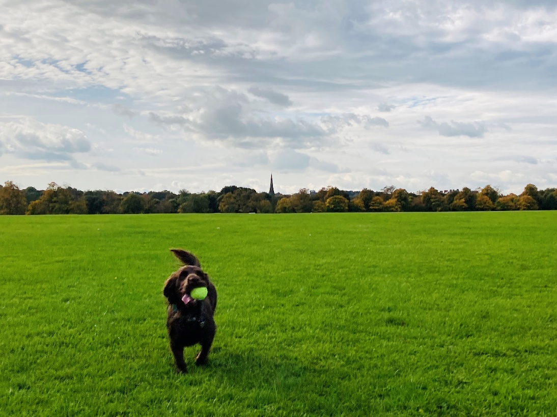 A dog running in a field

Description automatically generated with low confidence