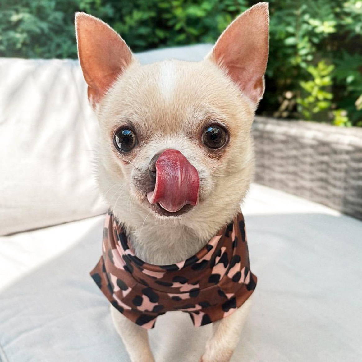 do chihuahuas like wearing clothes