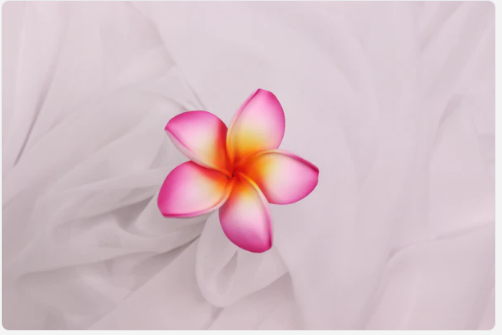 Tropical Sunset Frangipani Real Touch (6 Pack) - Realistic Artificial Flowers - Image 2