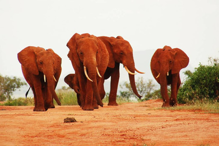 red elephant elephants tsavo kenya africa 178.jpg
