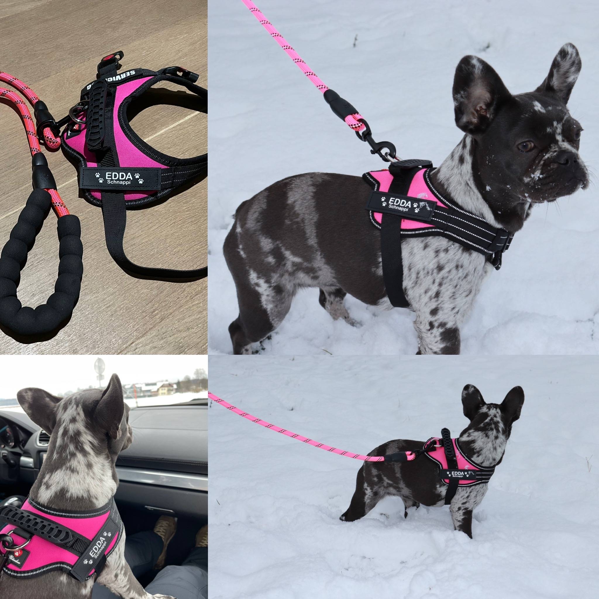 Abbildung eines Hundes aus verschiedenen Winkeln mit dem Hundegeschirr