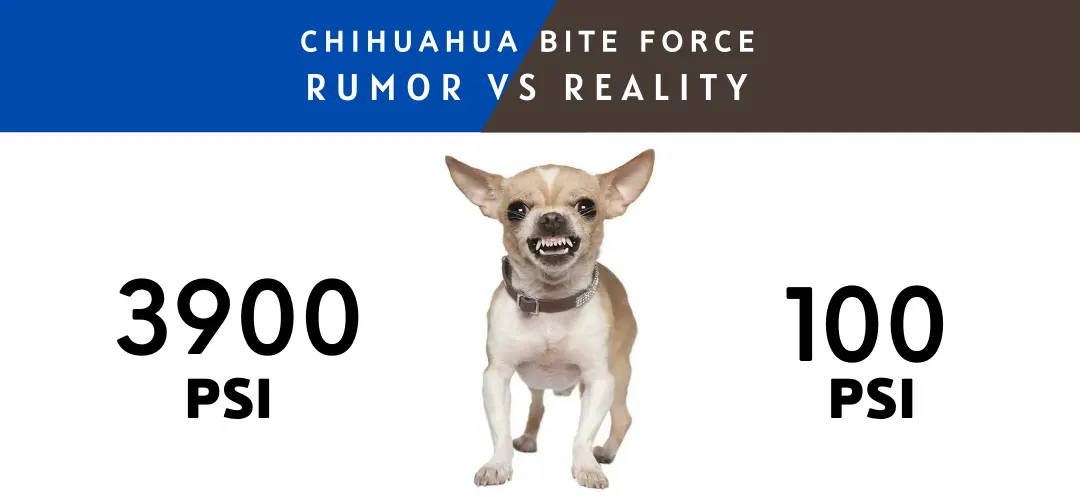 chihuahua bite force