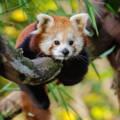 lone red panda laying belly-down on a tree branch