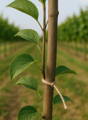 fruit tree tying string