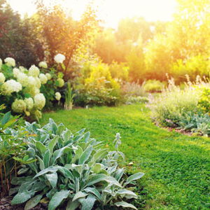 Front Yard Glow-Up Fund