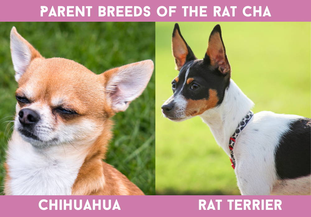rat terrier chihuahua mix brown and white