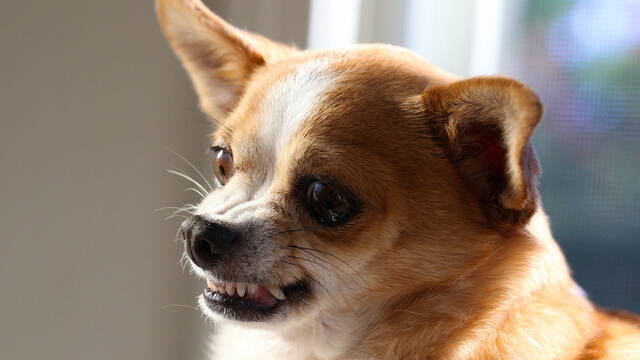 chihuahua baring teeth