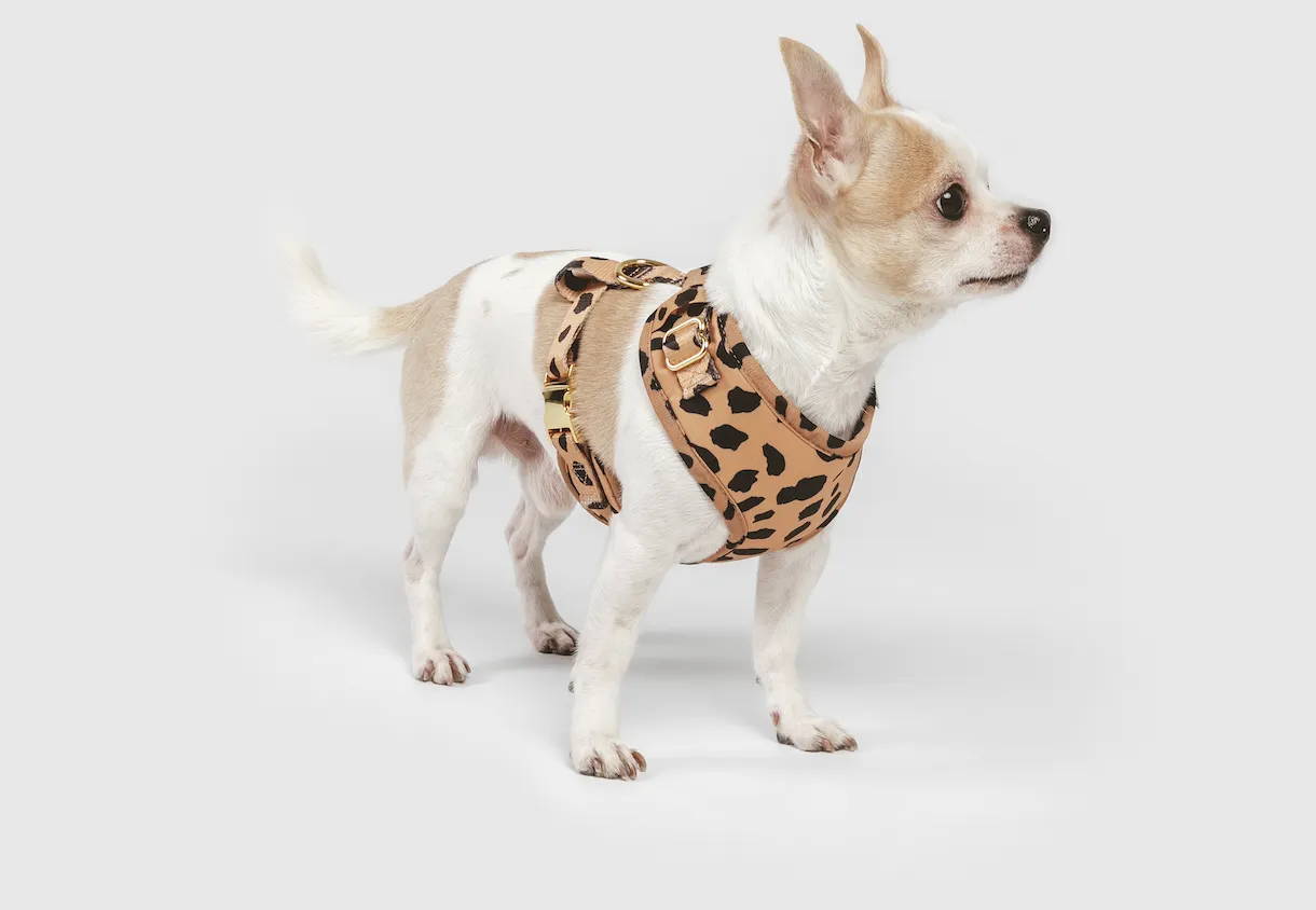 when does a chihuahua stop growing