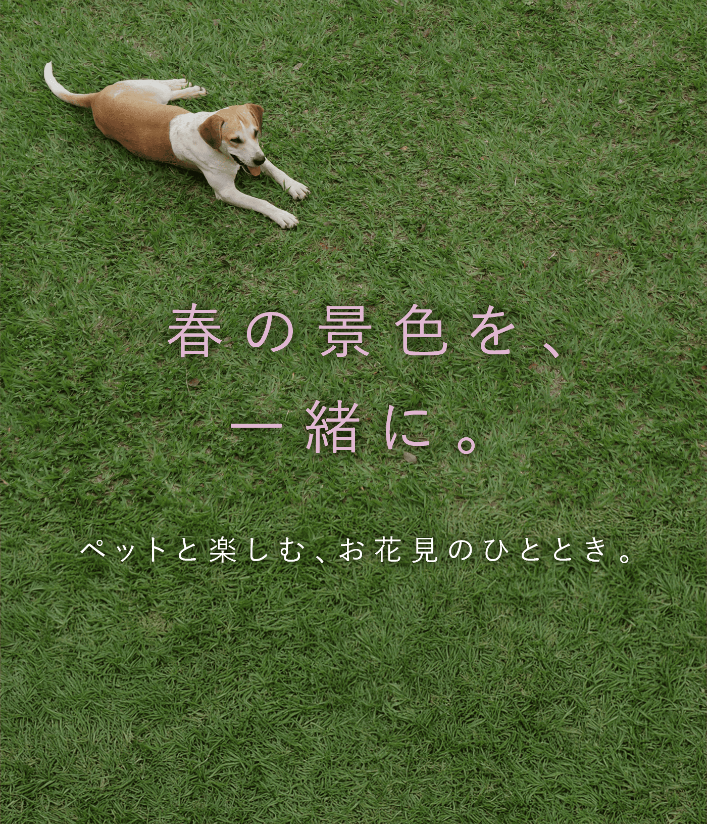 春の景色を、一緒に。 ペットと楽しむ、お花見のひととき。