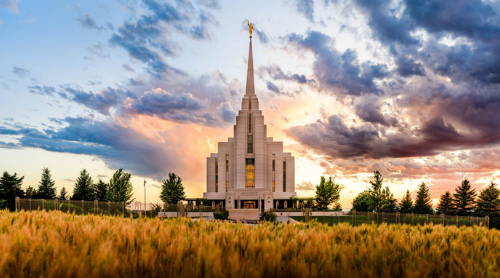 Rexburg Temple photo with a yellow field in the foreground.