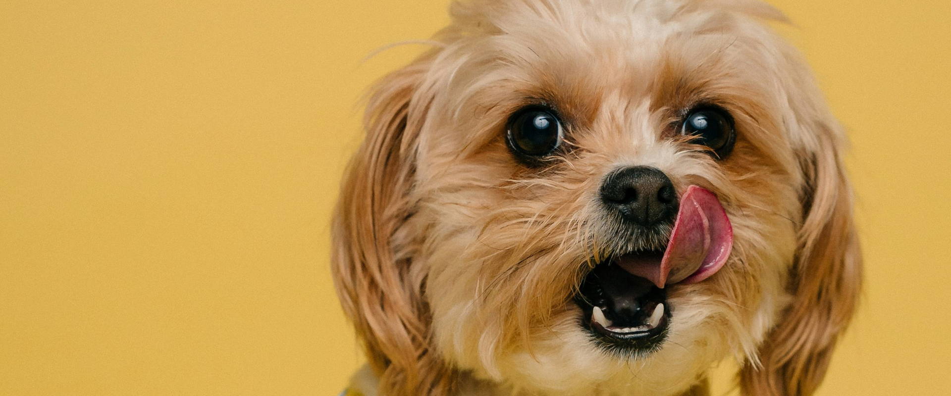 Dog licking lips after eating Tilly & Ted Chicken with Salmon Pie meal recipe