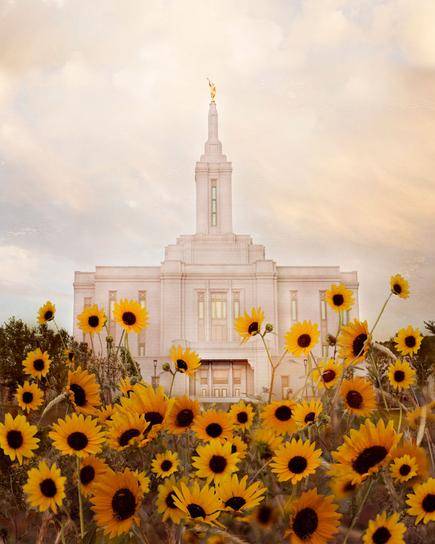 Pocatello Idaho Temple surrounded by bright sunflowers.