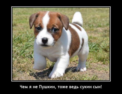 Чем я не Пушкин, тоже ведь сукин сын!