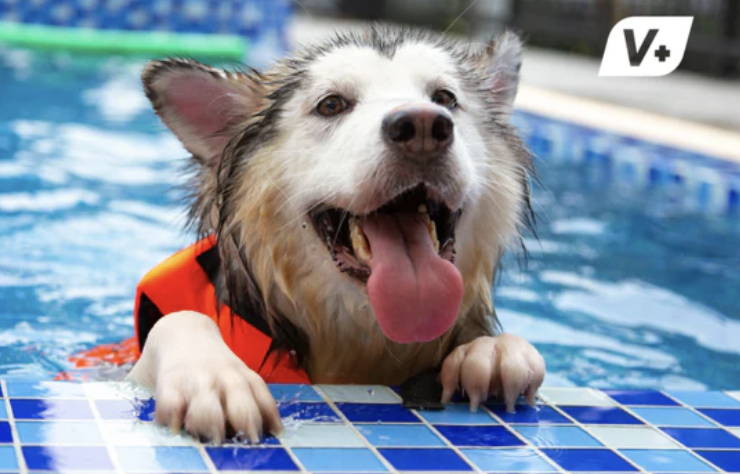 Husky with dog arthritis swimming in a pool