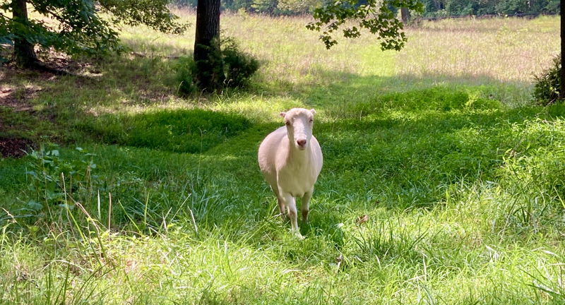 Goat Walk & Sanctuary Tour