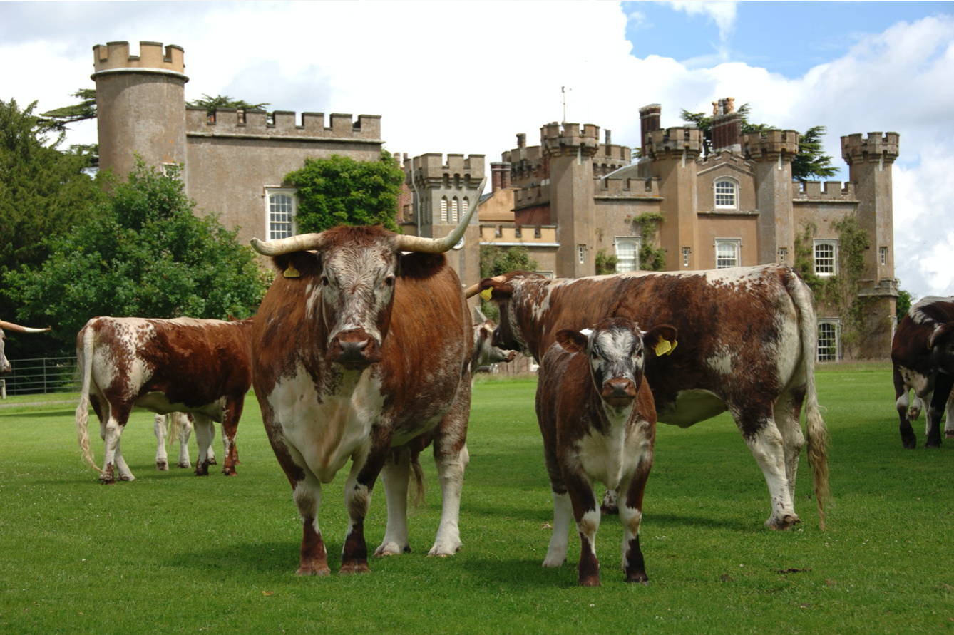 Longhorn Cattle