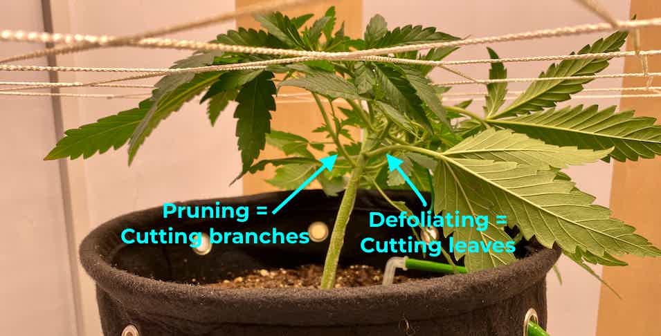 Sugar Leaves are The Hidden Gem of Cannabis Cultivation