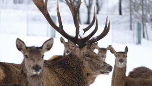 sonnenlandpark winter rothirsche web