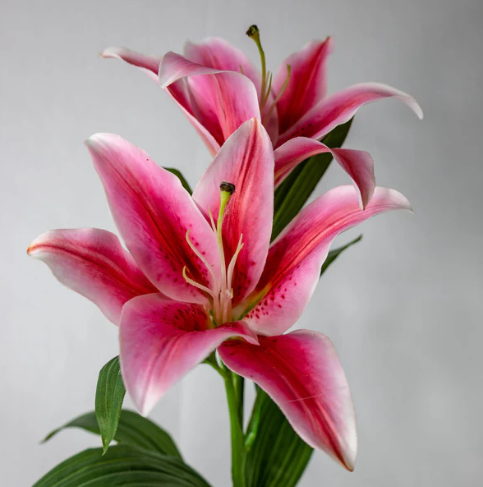 Dark Pink Oriental Lily - Realistic Artificial Flowers - Image 4