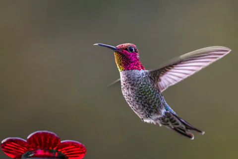 Hummingbird at a flower