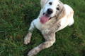 Muddy dog in grass