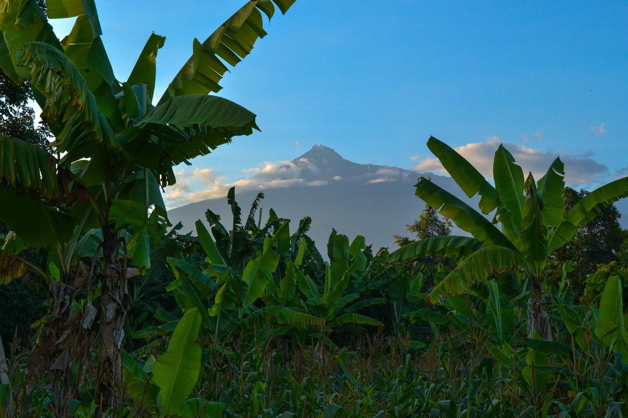 BeanBear volcano on horizon