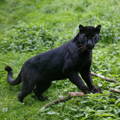 Black panther in green grass