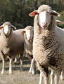 Mouton mérinos dont la laine est extraite pour la fabrication du jeans en lin et laine le gaulois jeans