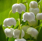 Close-up of Lily of Valley