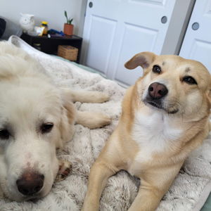 Donation to Kitsap Humane Society