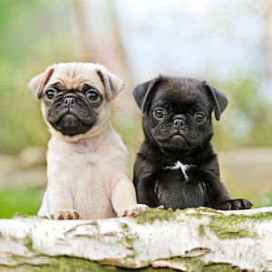 Our Puppy Fund