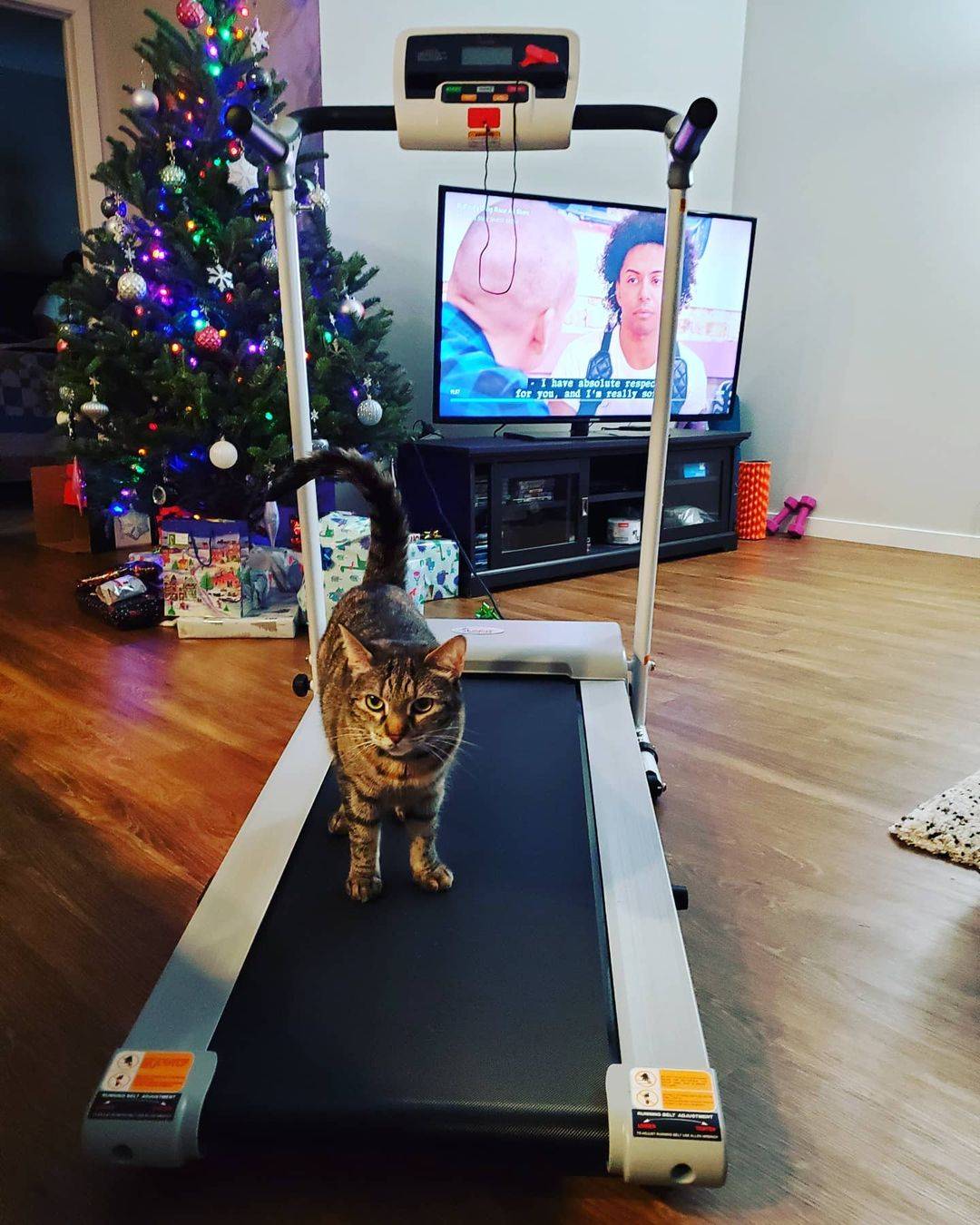 Sunny folding treadmill instagram