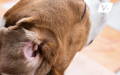 Dog itching behind his ear while sitting in dry grassy area