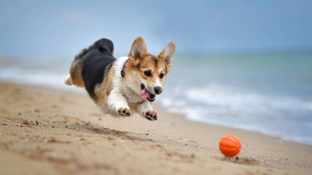 Corgi bounding happily after a ball on the beach