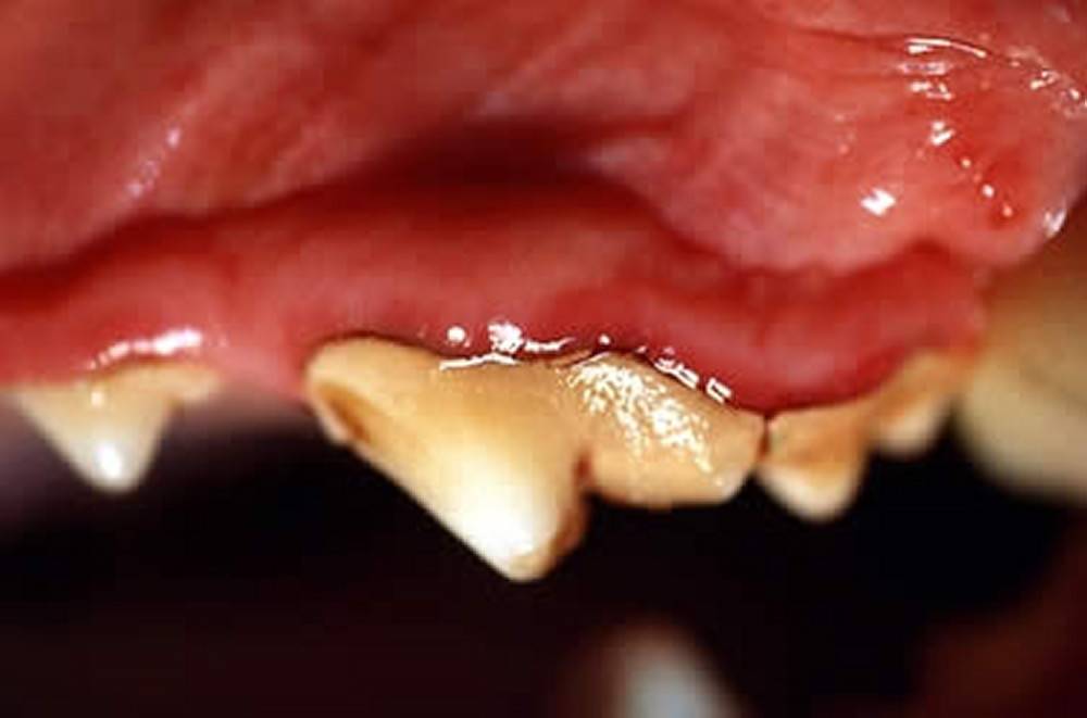 periodontitis in Chihuahuas